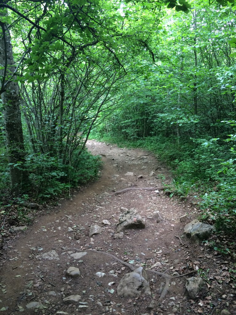 Trees, Trekking, Mont Saleve, France (2)