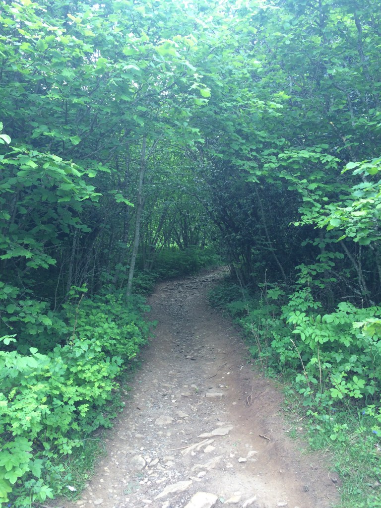 Trees, Trekking, Mont Saleve, France