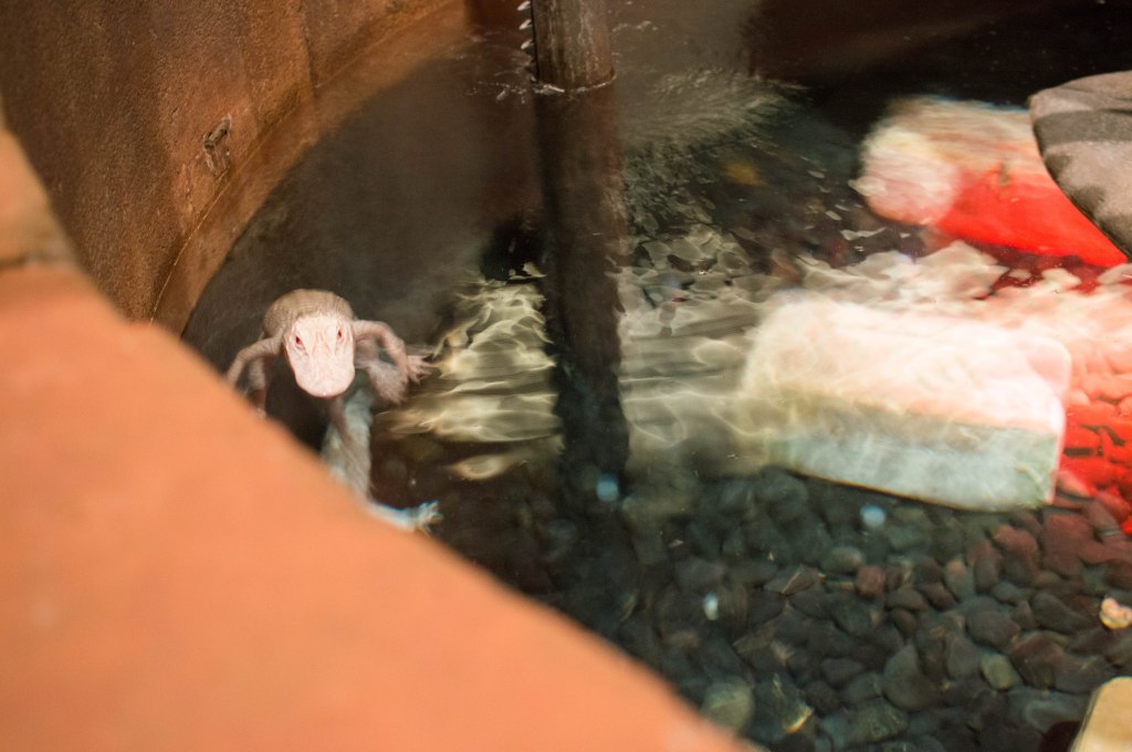Albino Alligators, Atlantis Aquarium, Palm Jumeirah, Dubai, UAE