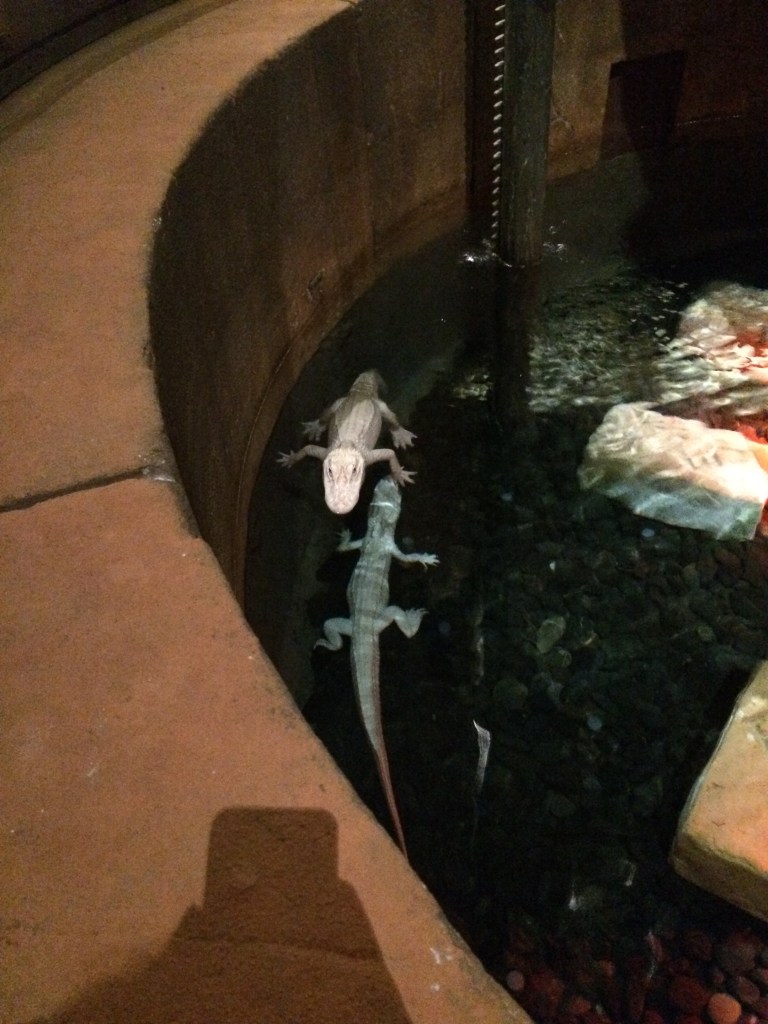 Albino Alligators In Tank, Lost Chambers Aquarium, Dubai, UAE