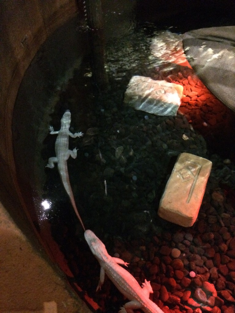 Albino Alligators, Lost Chambers Aquarium, Dubai, UAE