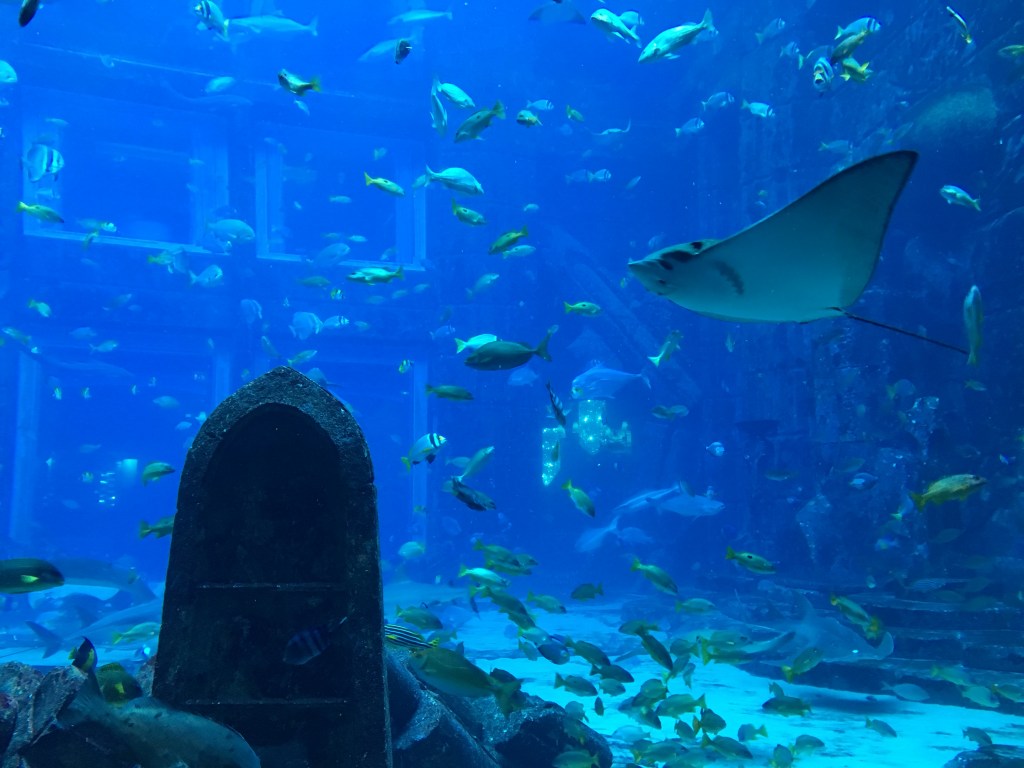 Big Fish Tank, Lost Chambers Aquarium Dubai, UAE