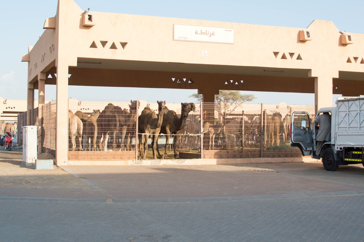 Black Camels, Camel Market, Al Ain, UAE