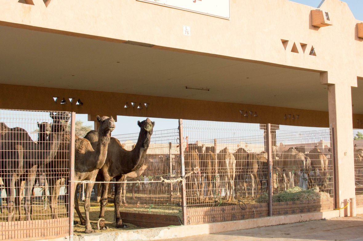 Black Camels, Camels, Camel Market, Al Ain, UAE