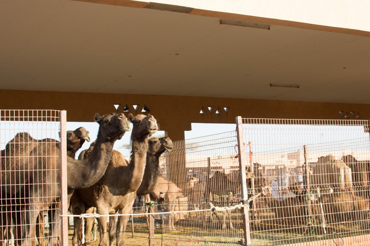 Black Camels, Livestock Market, UAE
