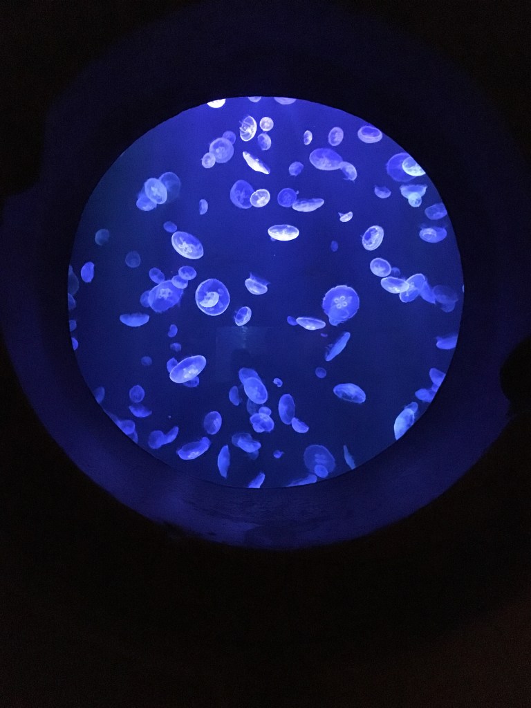 Blue Jelly Fish Tank. Lost Chambers Aquarium, Dubai, UAE