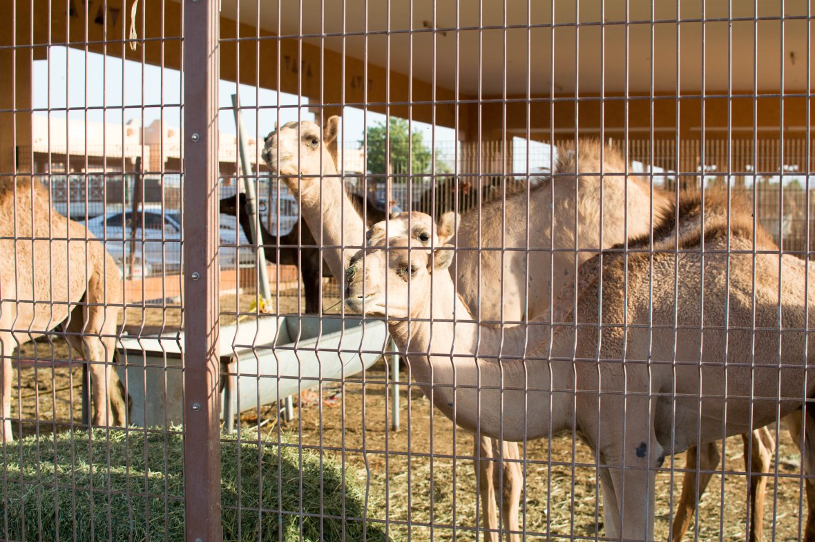 Camels, Camel Market, Al Ain, UAE (2)
