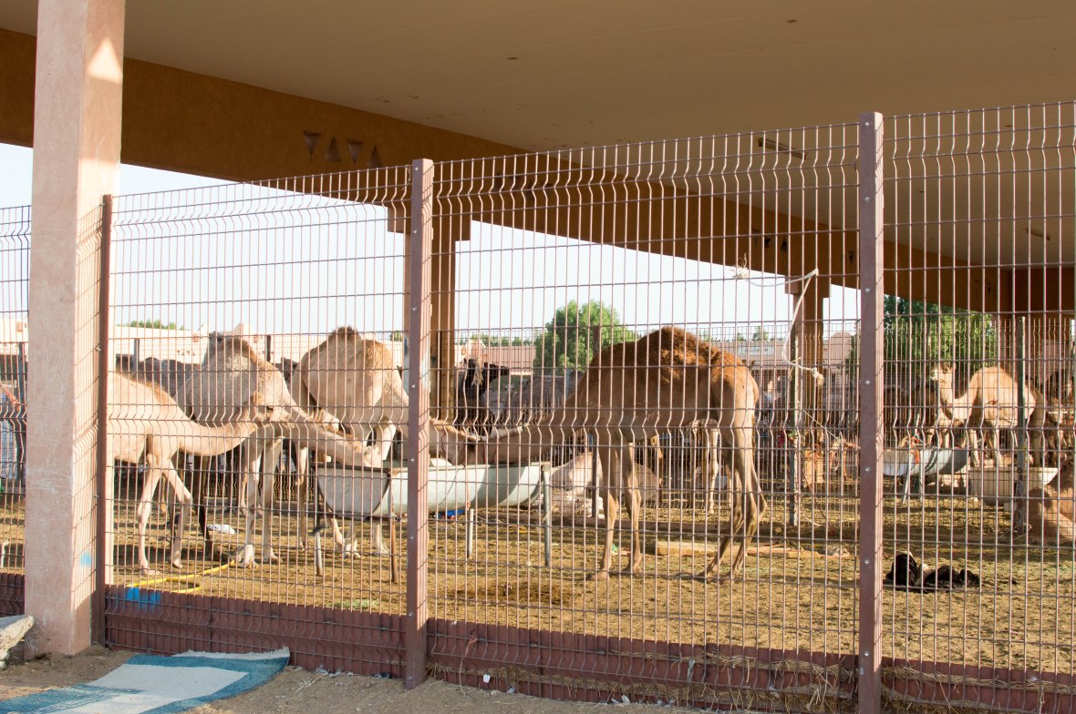 Camels, Camel Market, Al Ain, UAE (4)