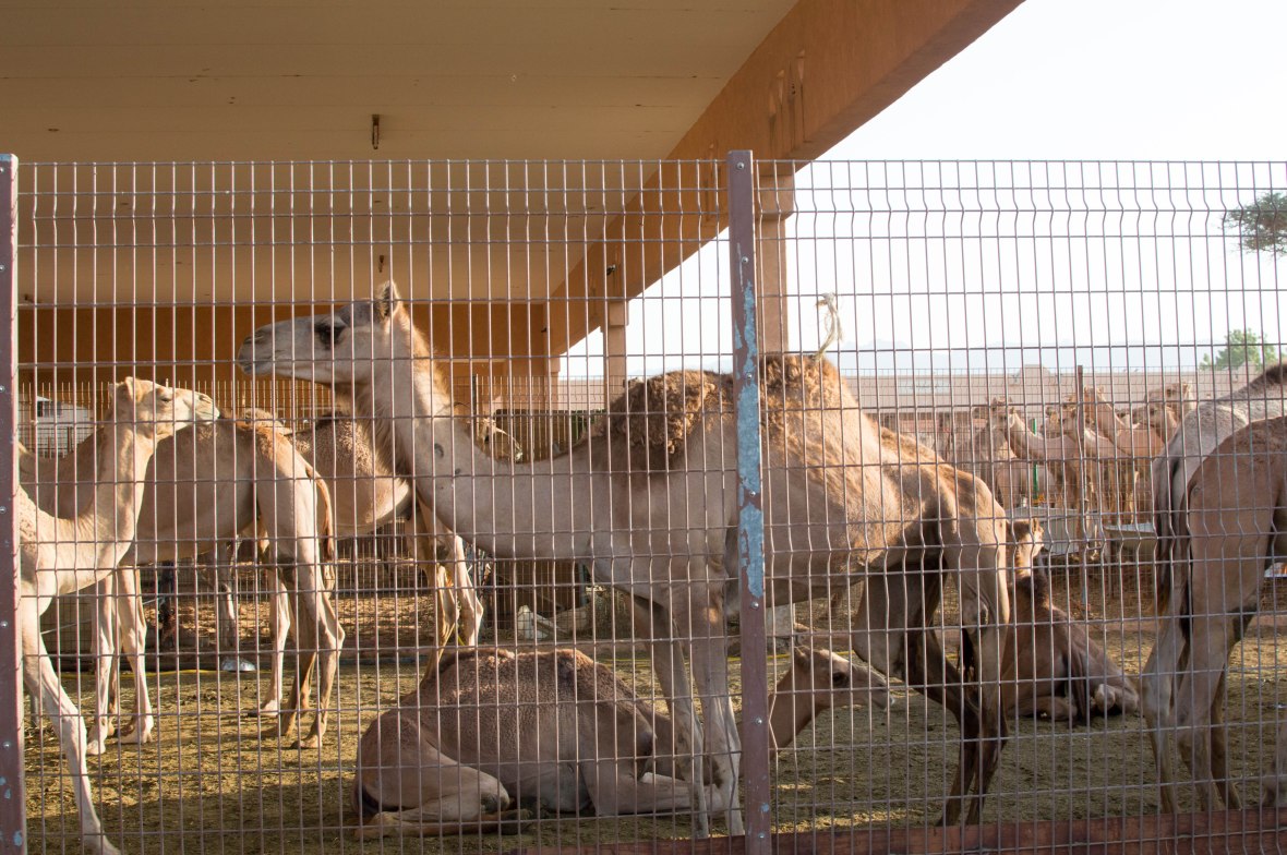 Camels, Camel Market, Al Ain, UAE (5)