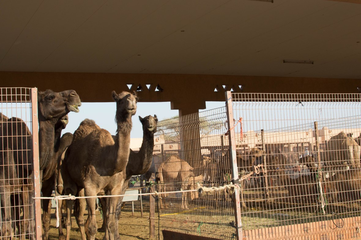 Camels, Camel Market, Al Ain, UAE (6)
