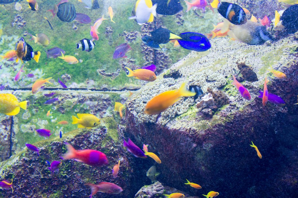 Colourful Fish, Atlantis Aquarium, Palm Jumeirah, Dubai, UAE