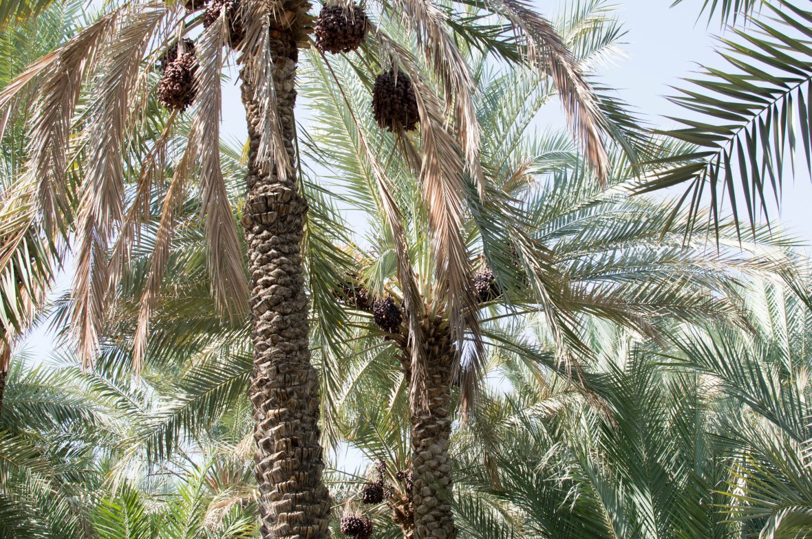 Date Trees, Al Ain Oasis, Al Ain, UAE (7)