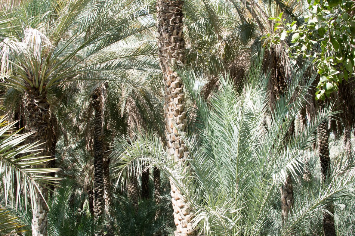 Date Trees, Al Ain Oasis, Al Ain, UAE.jpg