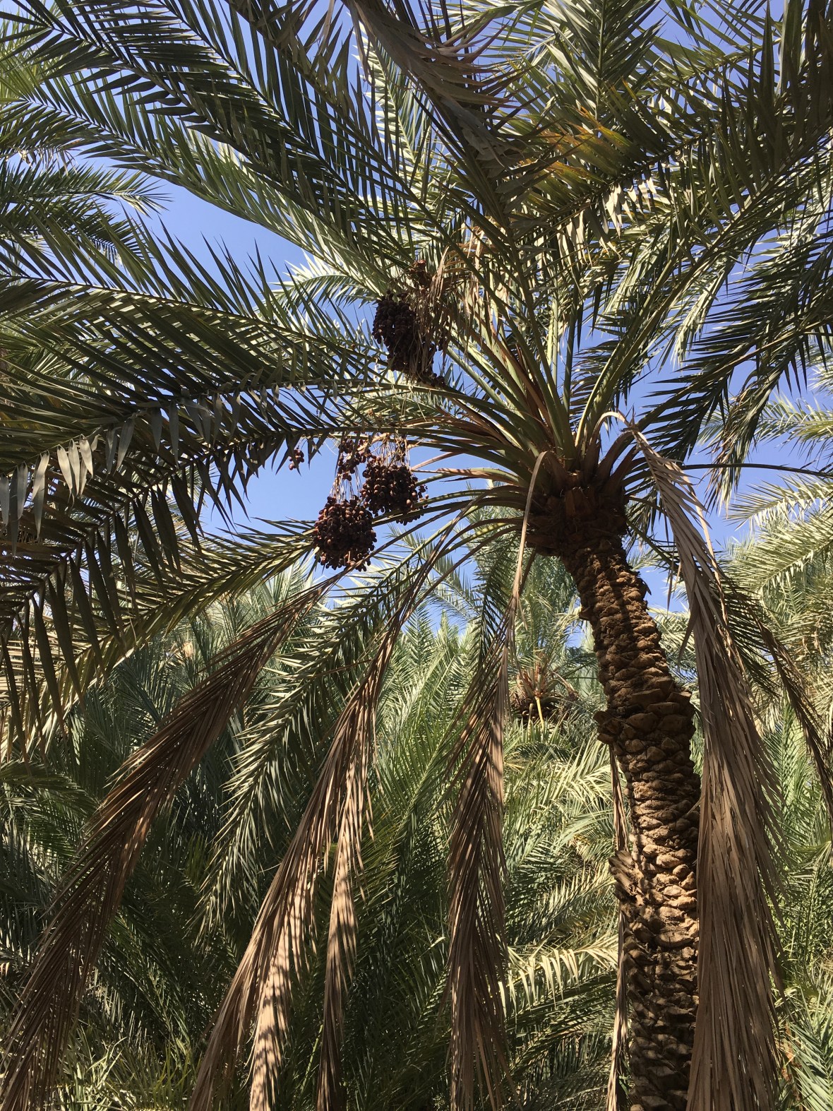 Date Trees, Al Ain Oasis, UAE