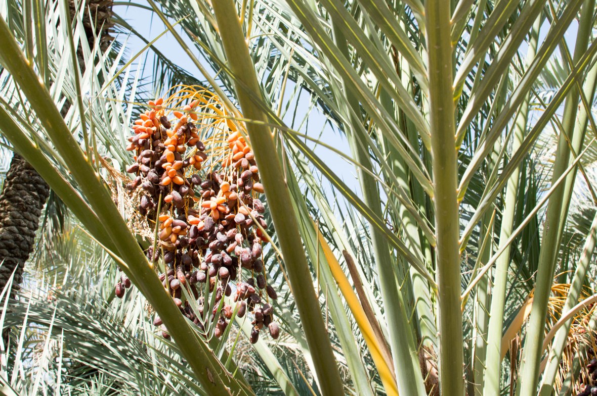 Dates, Al Ain Oasis, Al Ain, UAE (2)