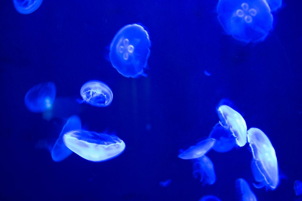 Jellyfish, Atlantis Aquarium, Palm Jumeirah, Dubai, UAE