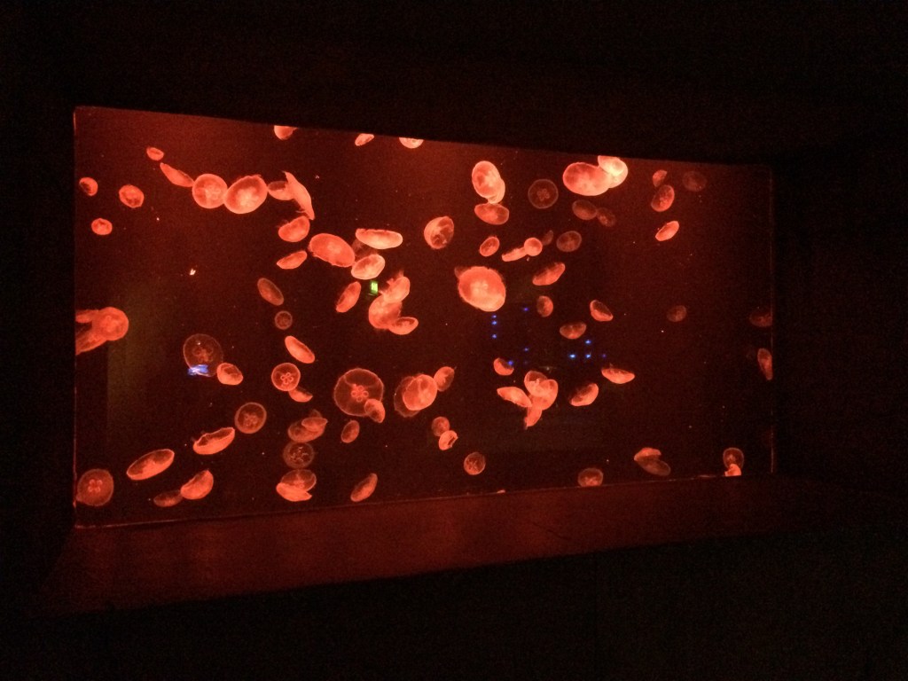 Jellyfish Tank, Lost Chambers Aquarium, Dubai, UAE