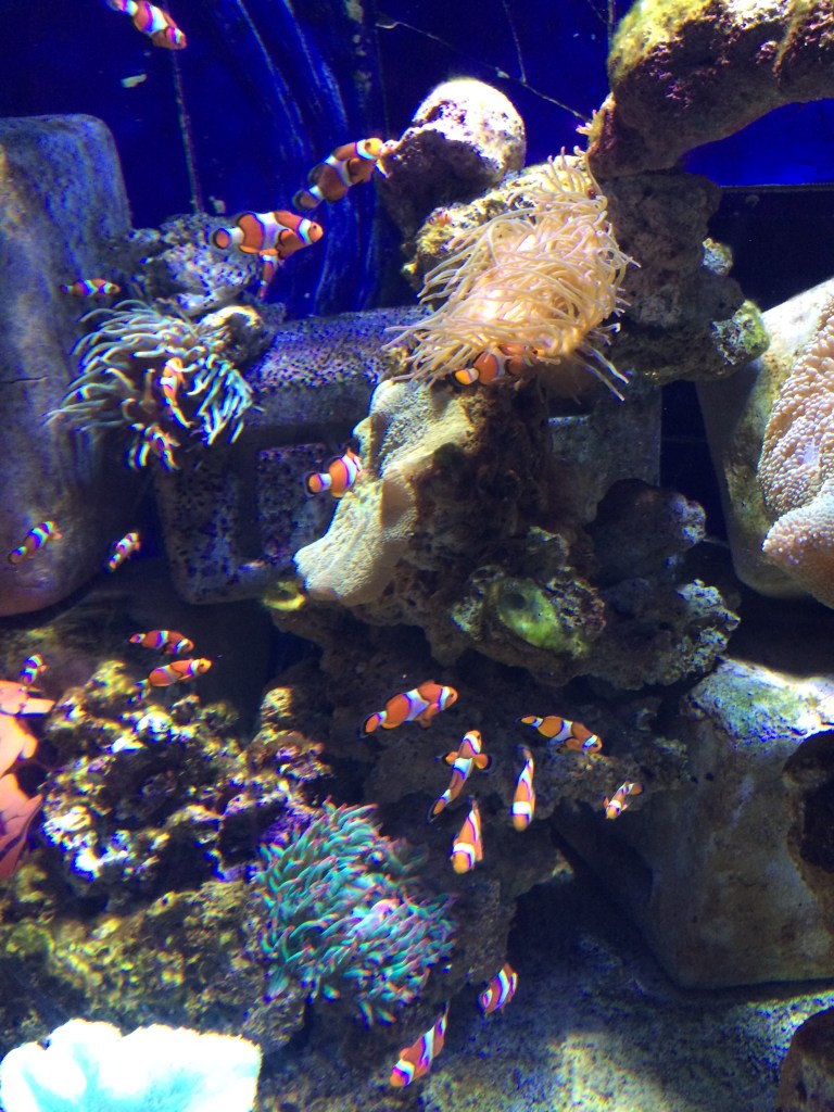 Nemo Tank, Lost Chambers Aquarium, Dubai, UAE