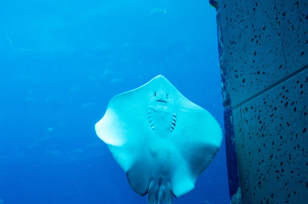 Stingray In The Fish Tank, Atlantis Aquarium, Palm Jumeirah, Dubai, UAE