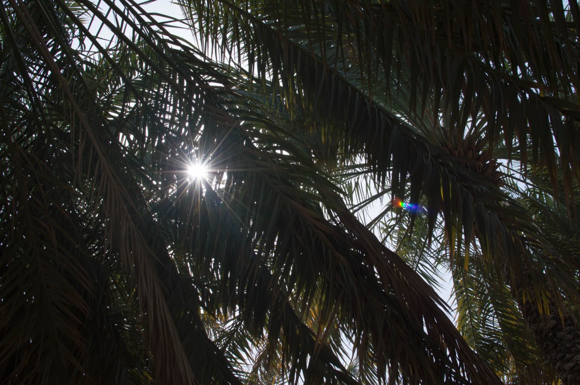 Sun Through The Palm Leaves, Al Ain Oasis, Al Ain UAE