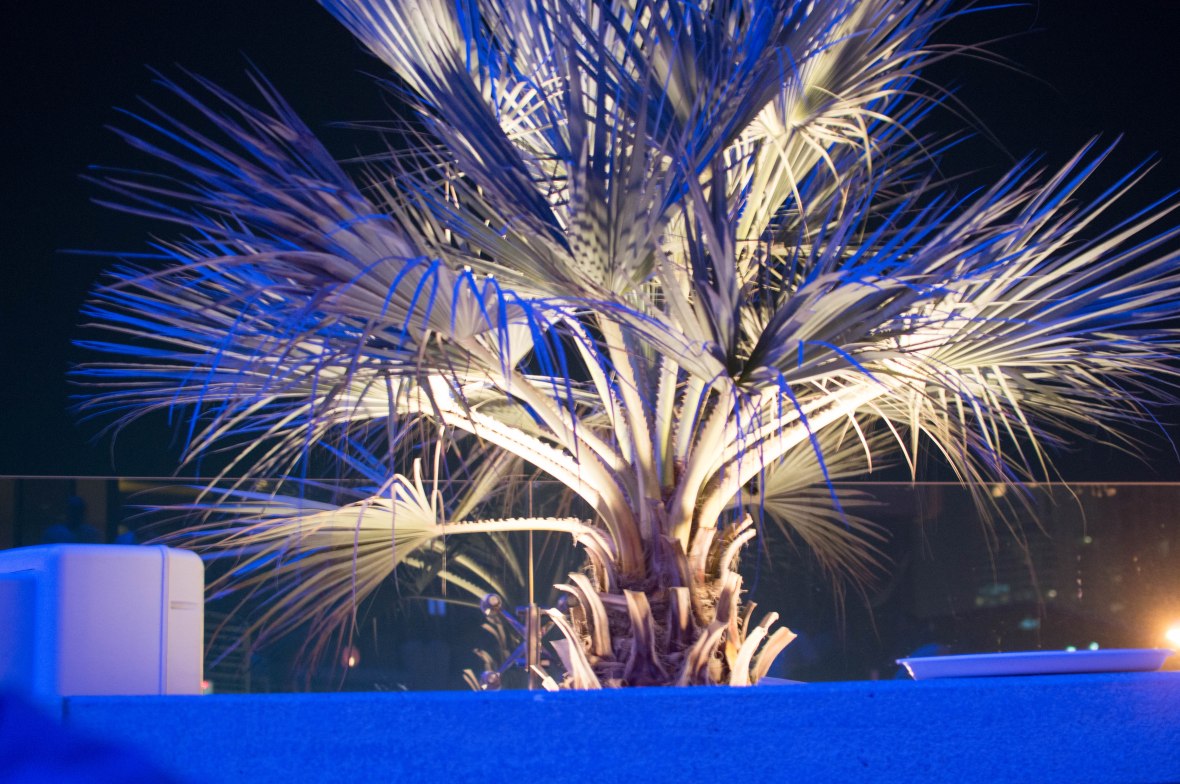 Palm Trees, Siddharta Lounge, Dubai, UAE