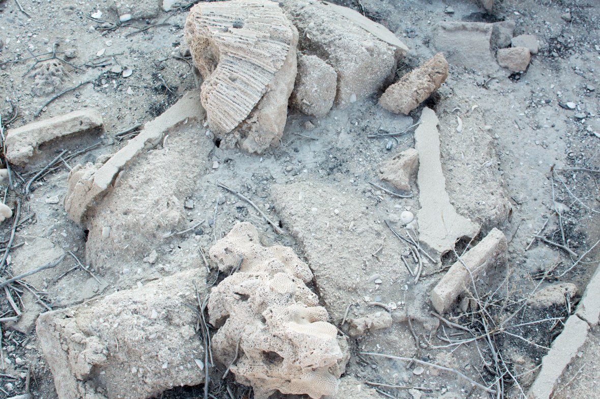 Coral, Abandoned City, Al Jazirat Al Hamra, Ras Al Khaimah, UAE