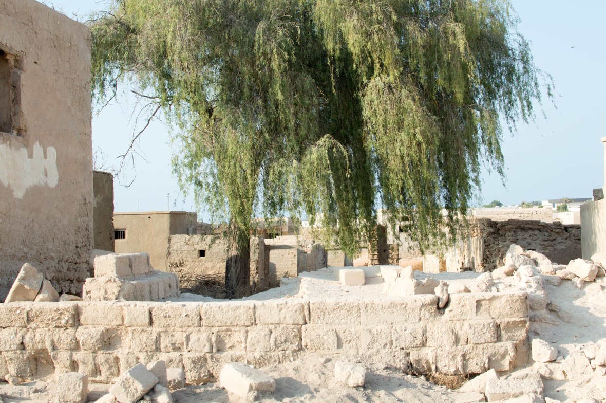 Court Yard Tree, Abandoned City, Al Jazirat Al Hamra, Ras Al Khaimah, UAE