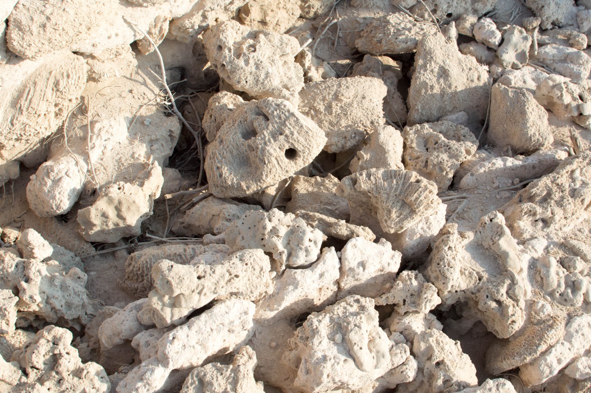 Dried Out Coral, Abandoned City, Al Jazirat Al Hamra, Ras Al Khaimah, UAE
