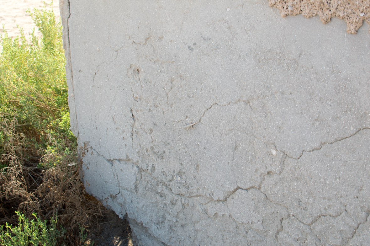 Lizard, Abandoned City, Al Jazirat Al Hamra, Ras Al Khaimah, UAE