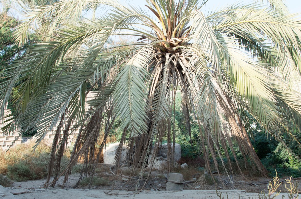 Palm Tree, Court Yard, Abandoned City, Al Jazirat Al Hamra, Ras Al Khaimah, UAE