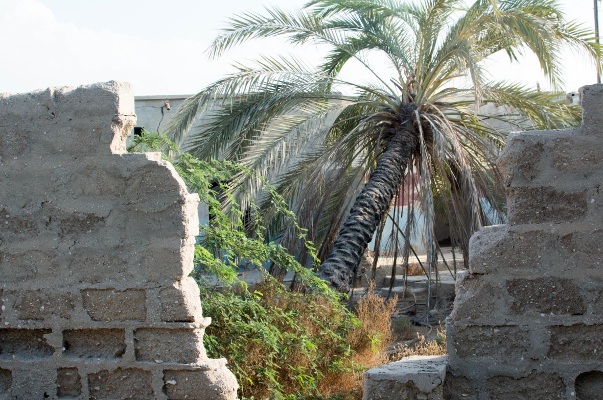 Palm Tree In Courtyard, Abandoned City, Al Jazirat Al Hamra, Ras Al Khaimah, UAE
