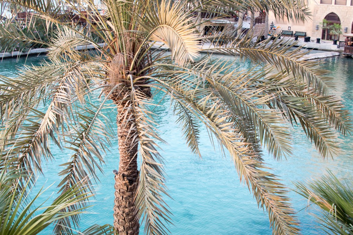 Palm Trees And Waterways From Bahri Bar, Madinat Jumeirah, Dubai, UAE