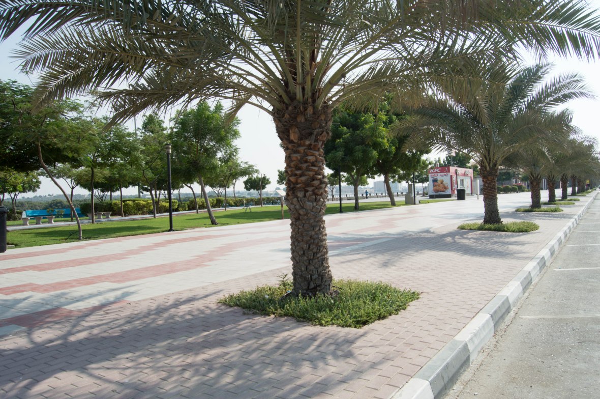 Palm Trees, Corniche, Ras Al Khaimah, UAE (2)