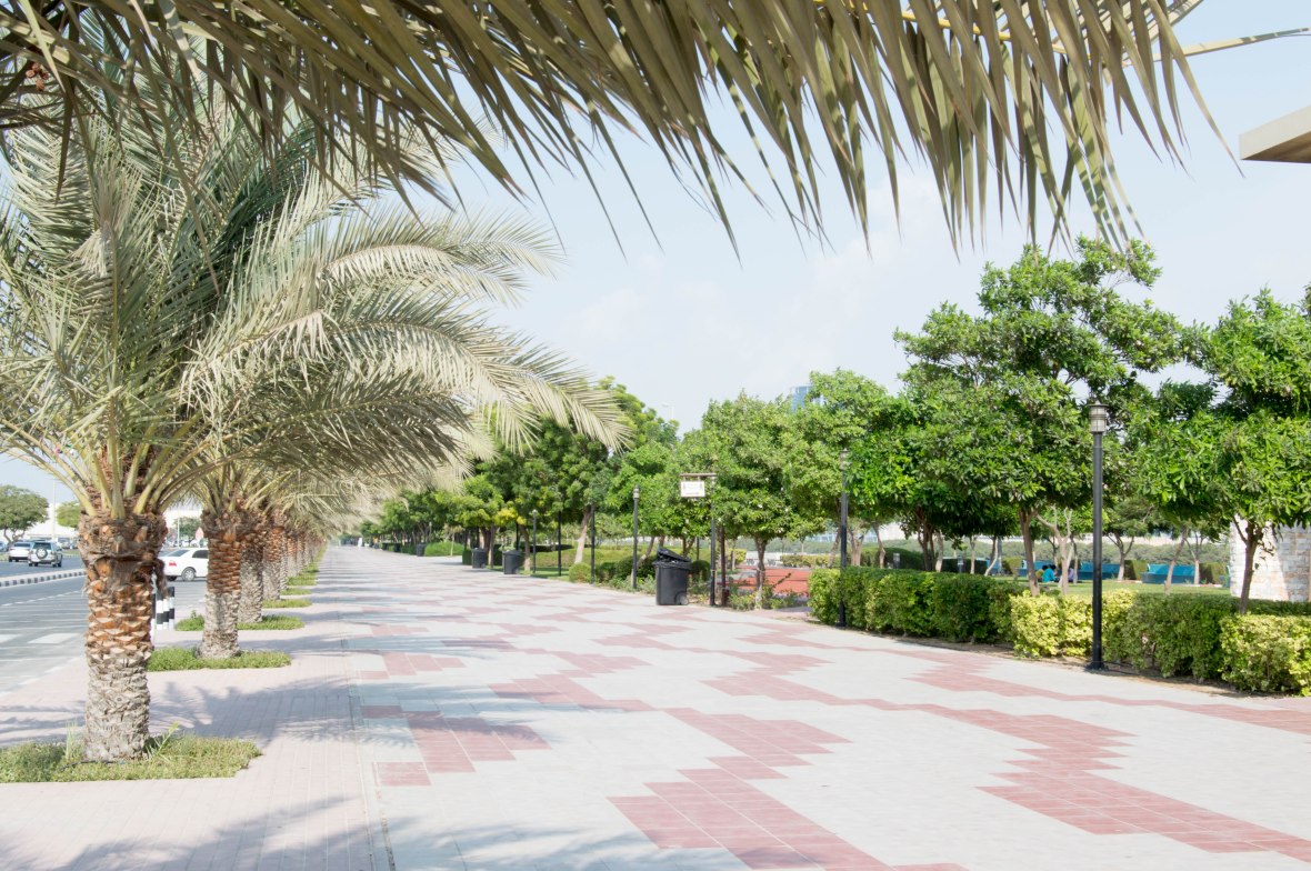 Palm Trees, Corniche, Ras Al Khaimah, UAE