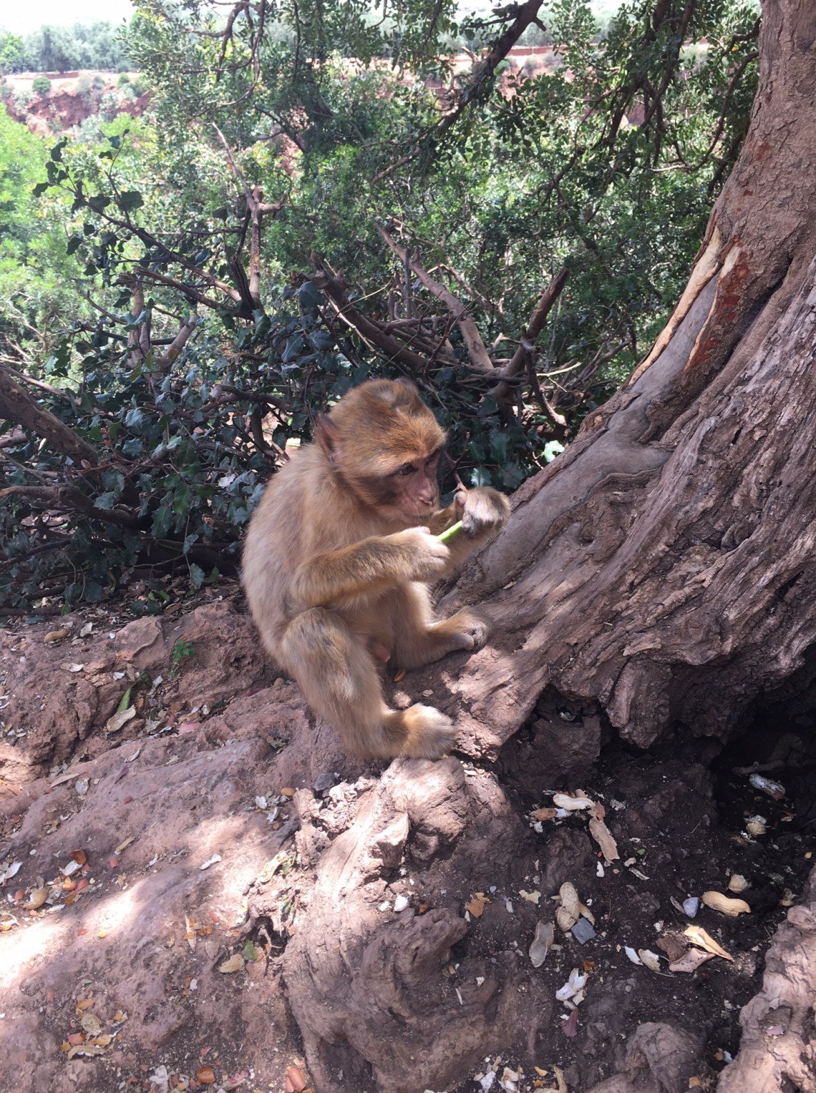 Baby Monkey At Cascades D'Ouzoud, Morocco