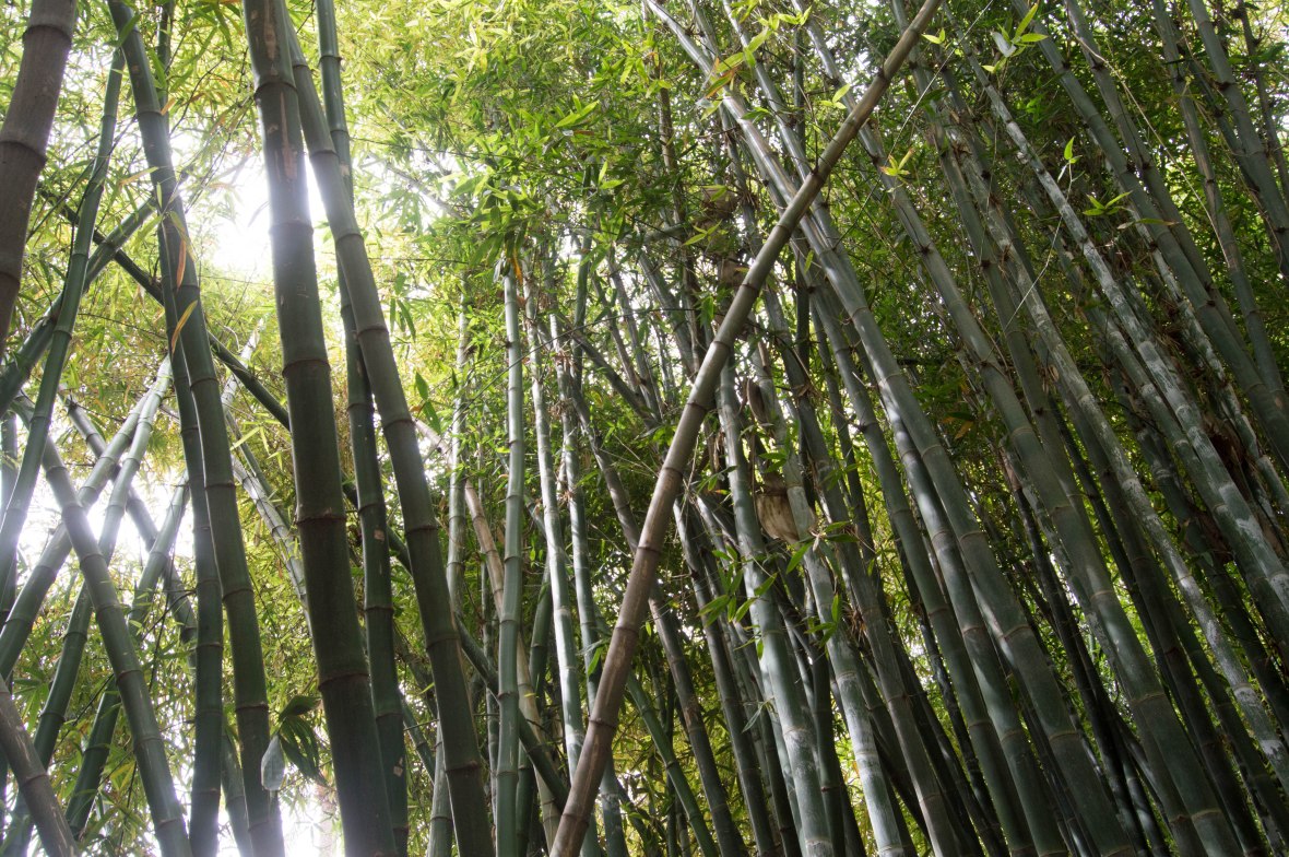Bamboo, Majorelle Garden, Marrakech, Morocco