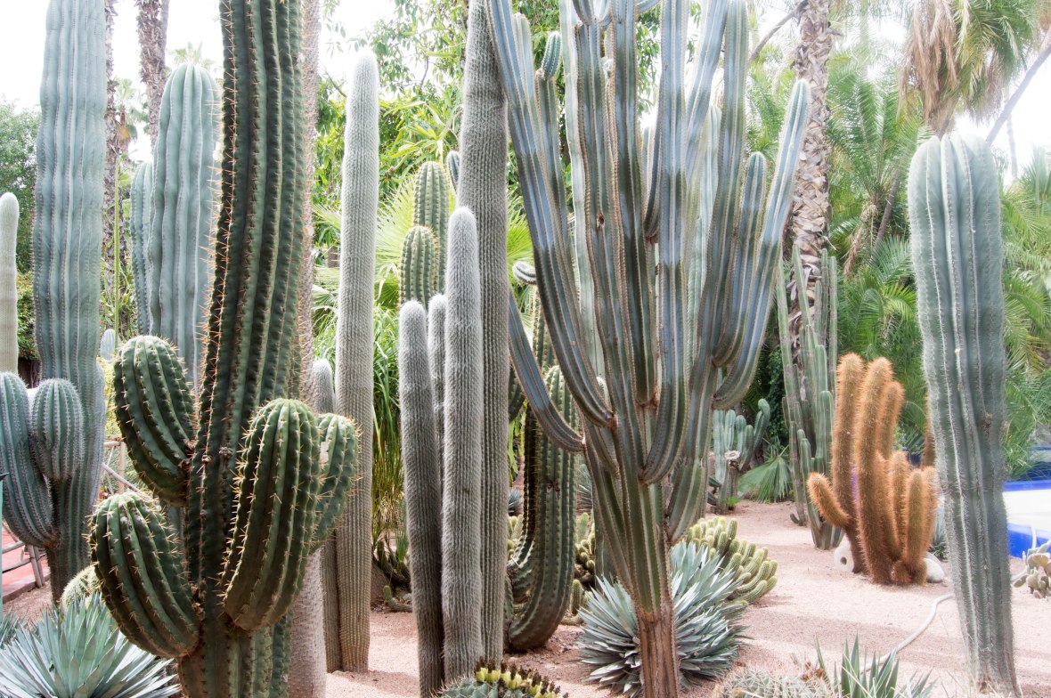 Cactus Plants, Majorelle Garden, Marrakech, Morocco