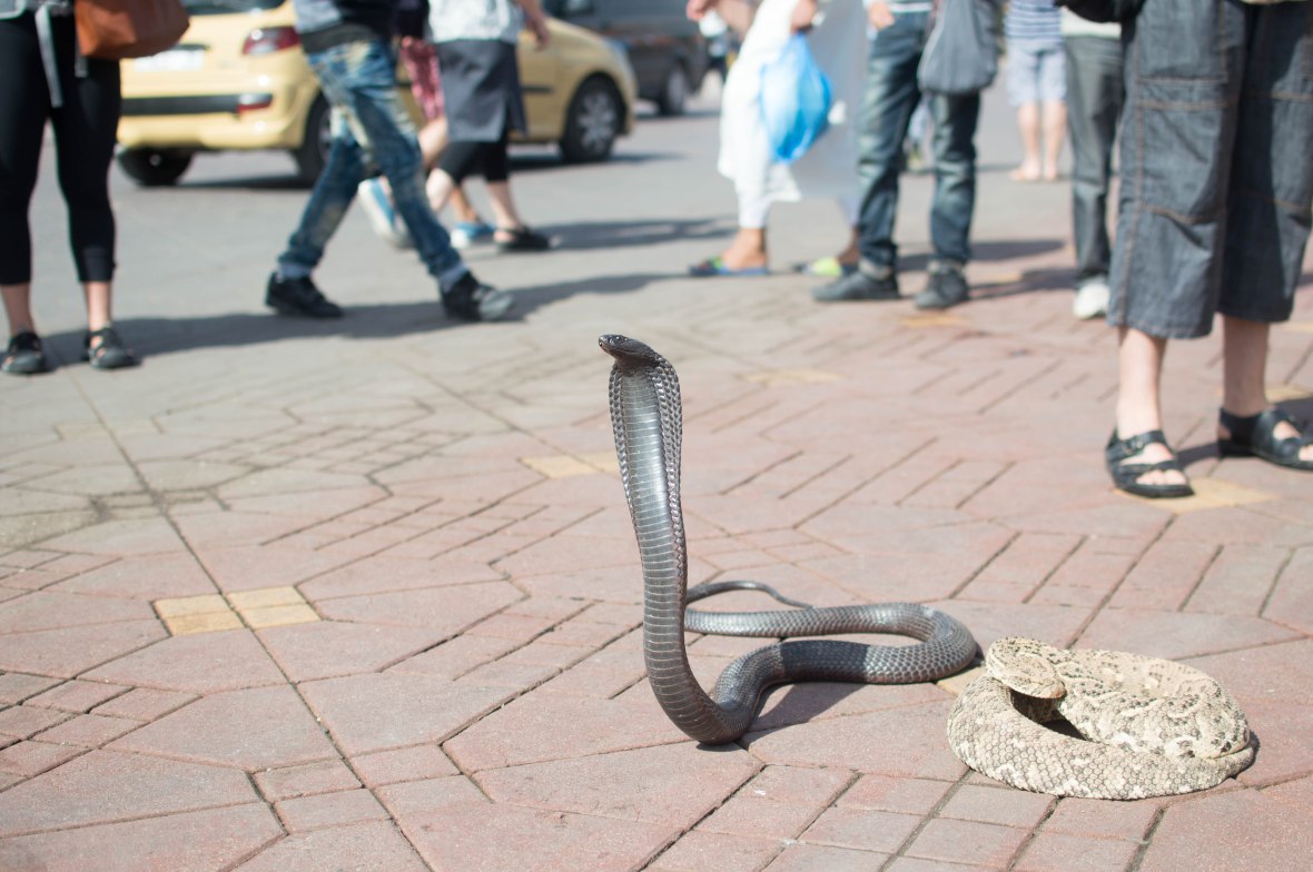 Cobra, Jemaa El Fnaa, Marrakech, Morocco