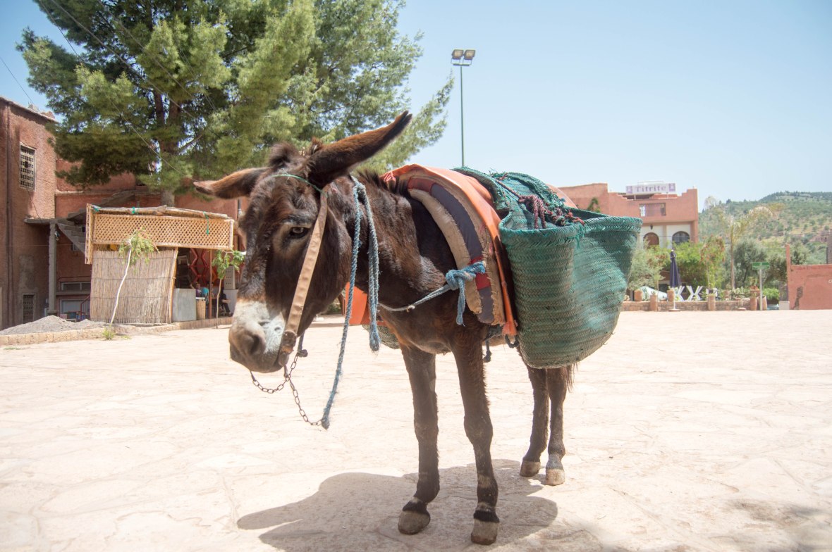 Donkey, Ouzoud Falls, Morocco