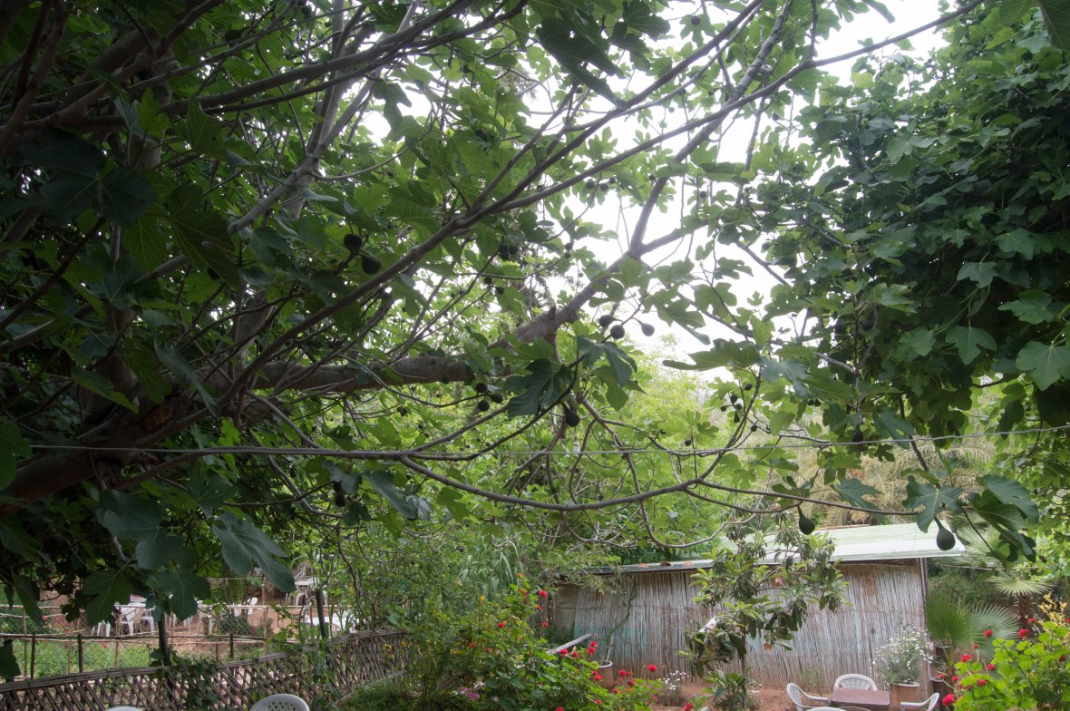 Fig Tree, Morocco