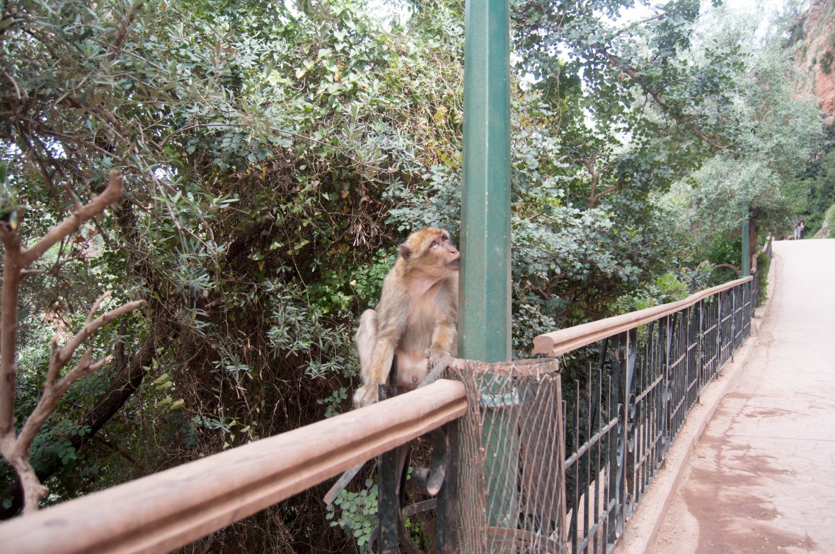Monkey, Ouzoud Falls, Morocco