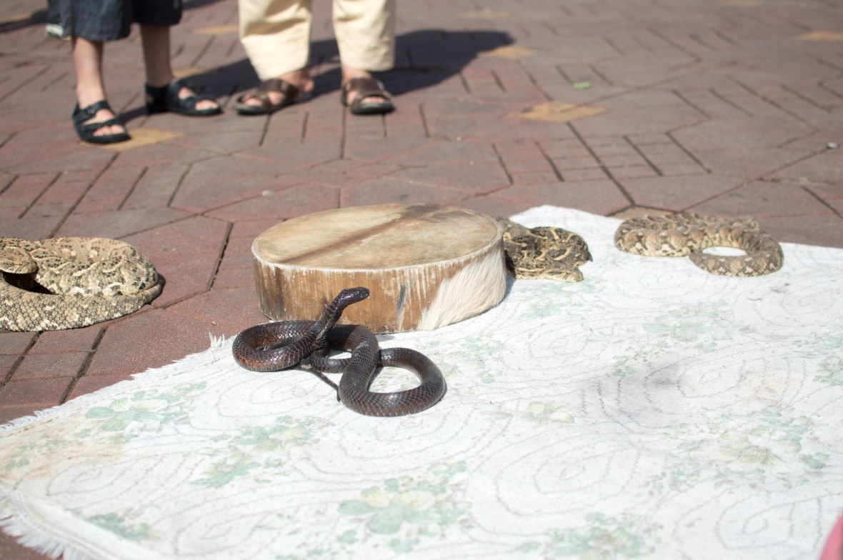 Snakes, Jemaa El Fnaa, Marrakech, Morocco