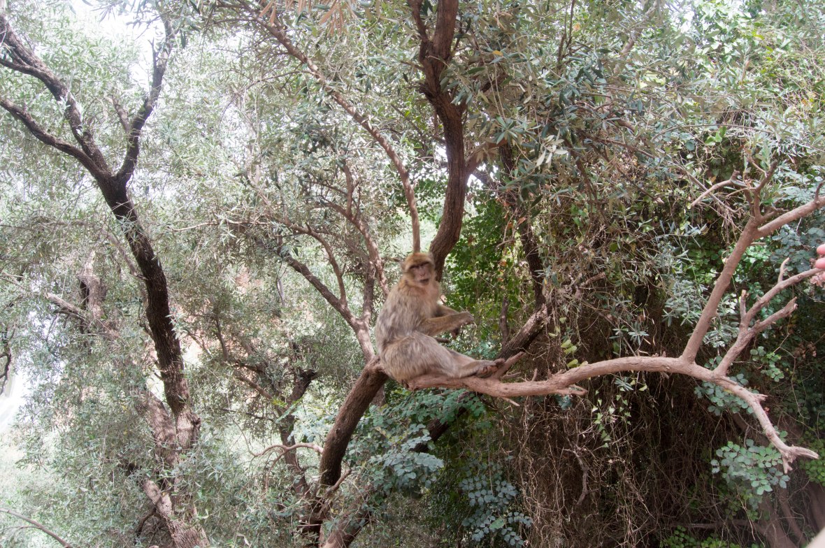 Wild Monkey In The Trees, Morocco