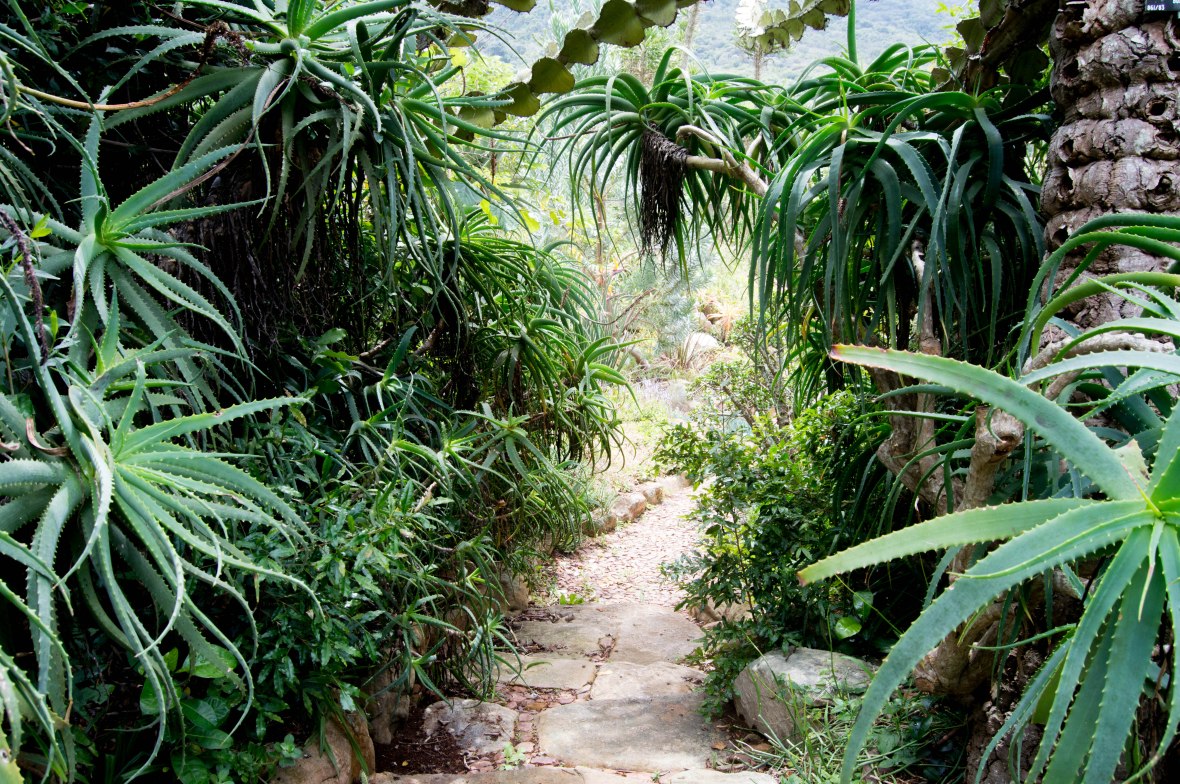 aloe-path-national-kirstenbosch-garden-cape-town-south-africa
