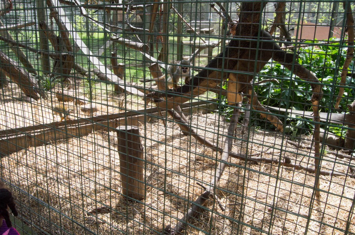 baby-monkey-monkey-town-cape-town-south-africa