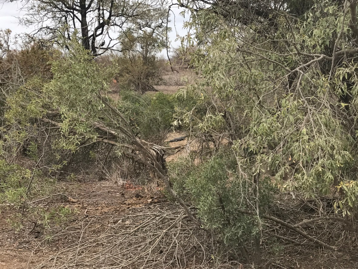 croc-safari-kruger-national-park-south-africa