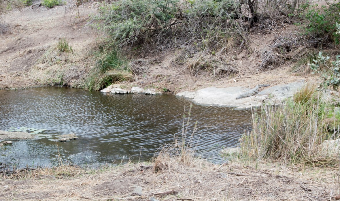 crocodile-safari-kruger-national-park-south-africa