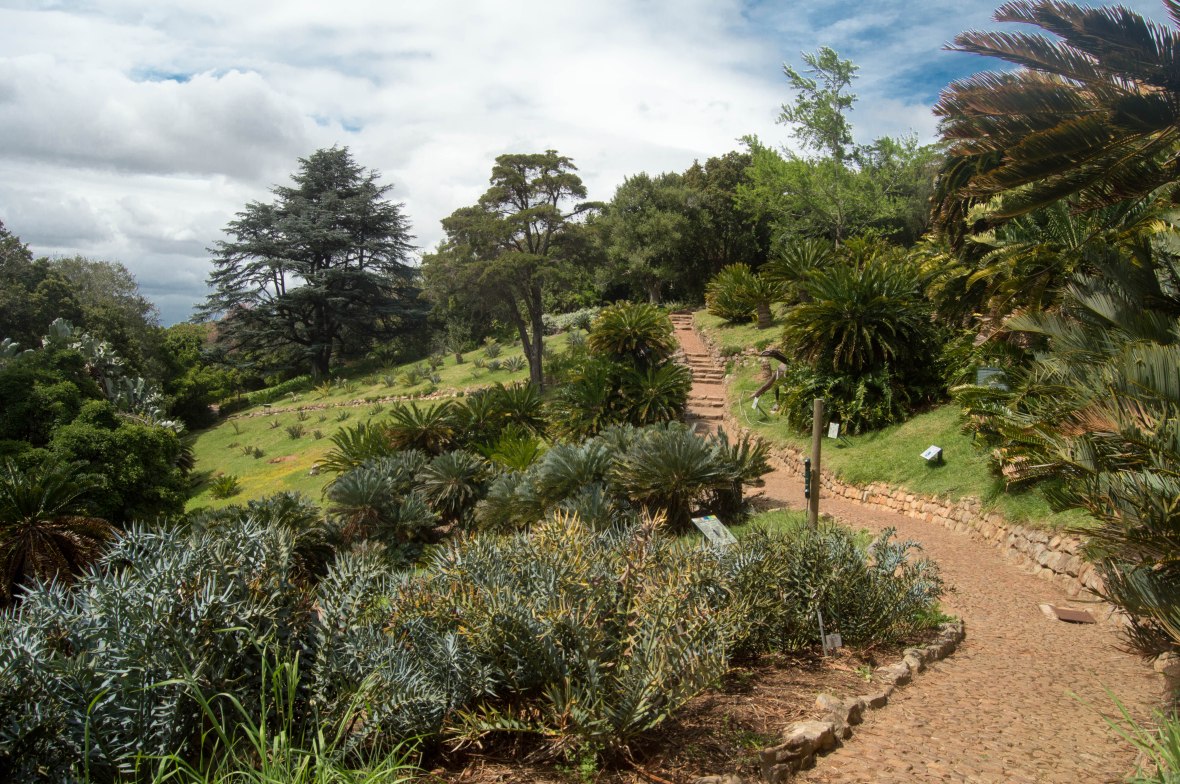 exploring-kirstenbosch-national-botanical-garden-cape-town-south-africa