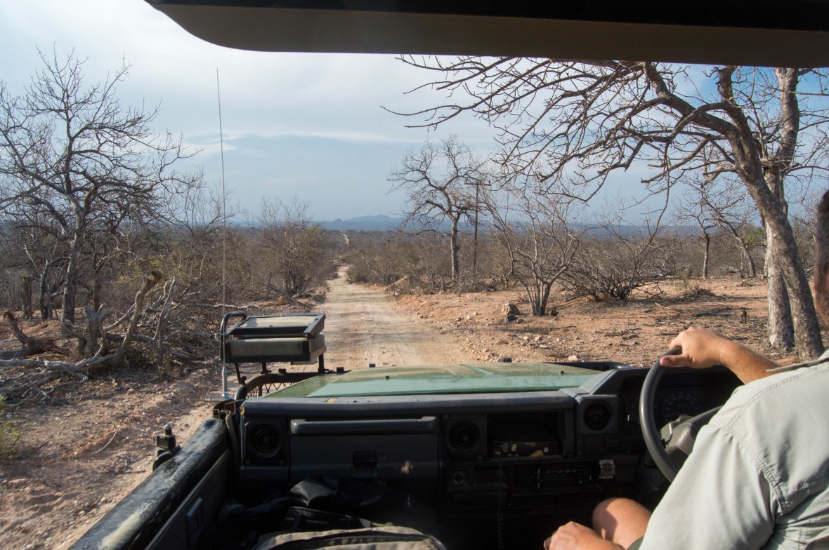 landscape-on-safari-lowveld-south-africa