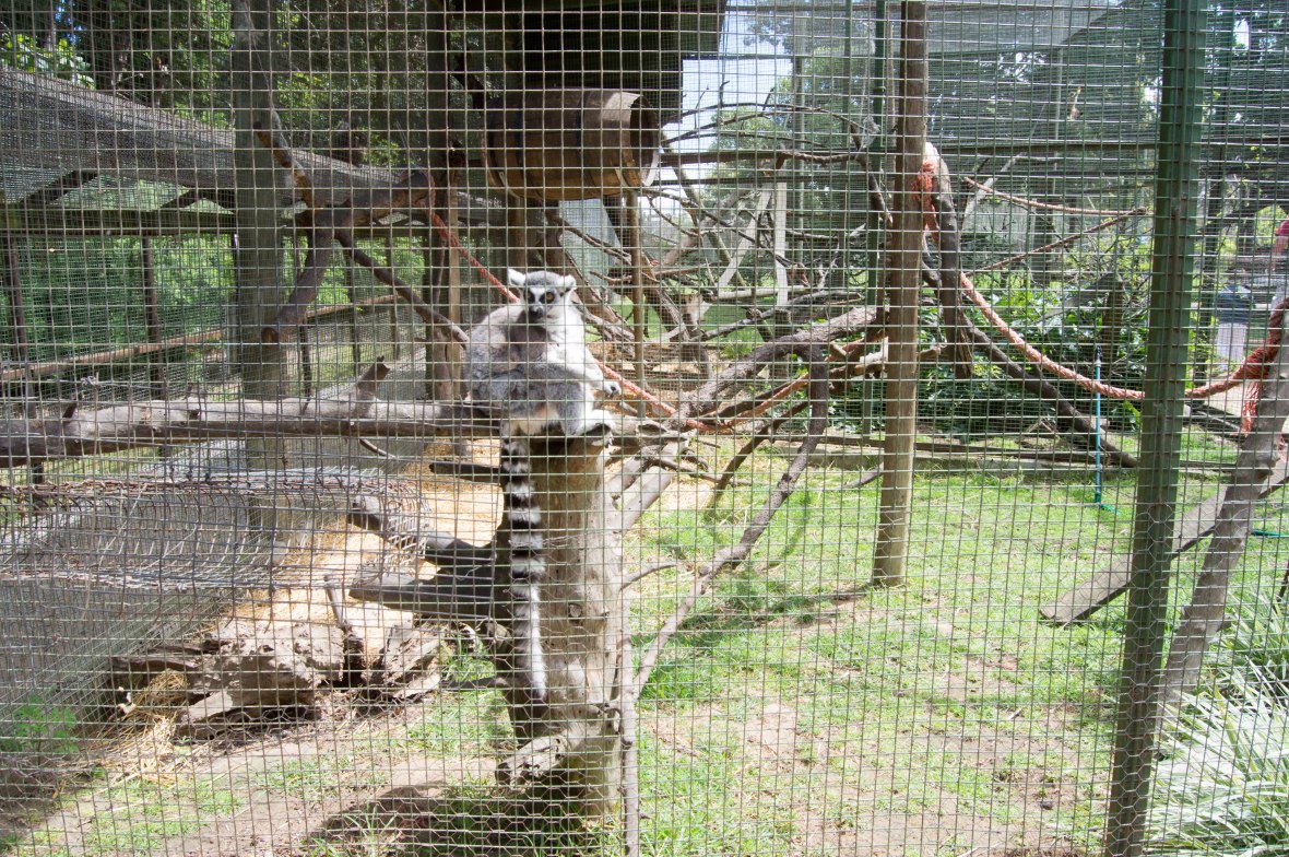 lemur-monkey-town-cape-town-south-africa